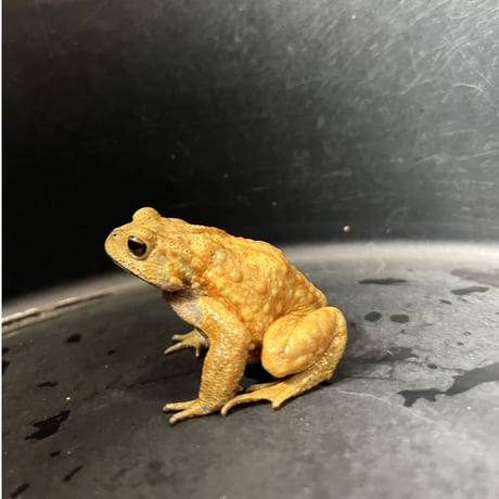 鮮やかカラーミヤコヒキガエル 7cm前後 ♂