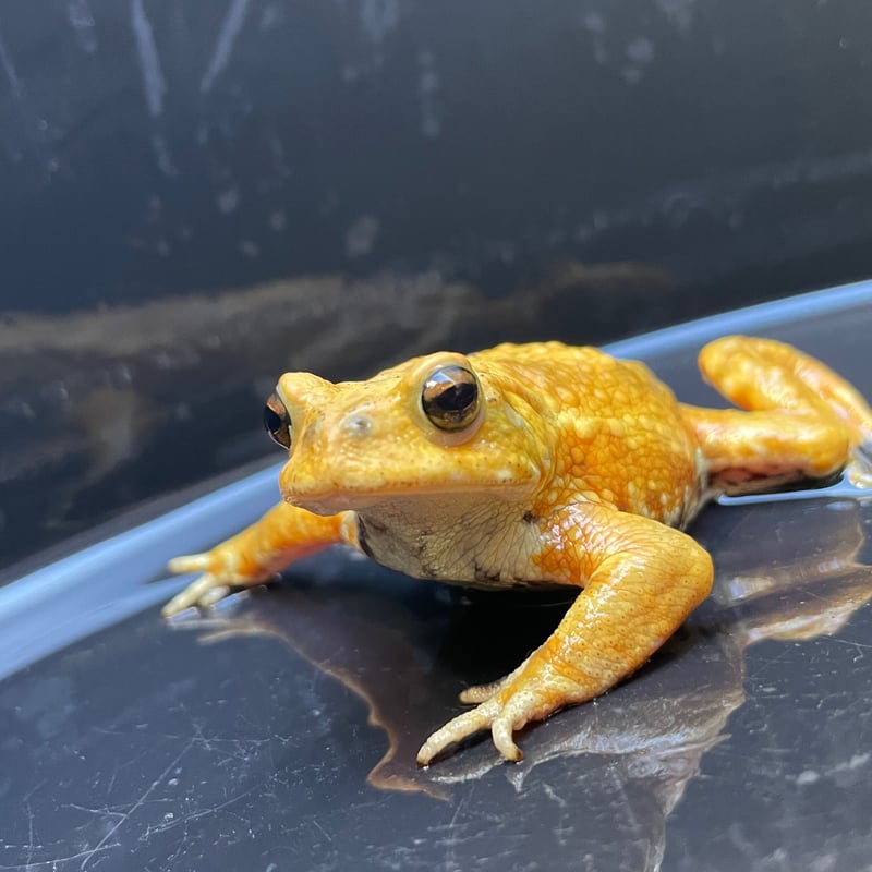 2 ミヤコヒキガエル 7cm前後 ♂ | Frogs Shop