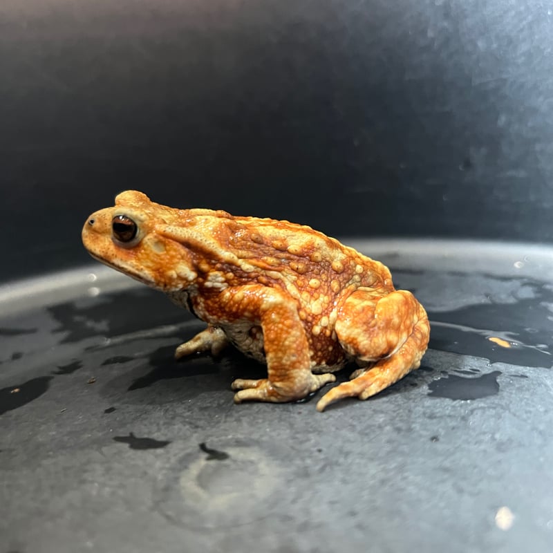 鮮やかカラーマーブルミヤコヒキガエル8cm前後♀ | Frogs Shop