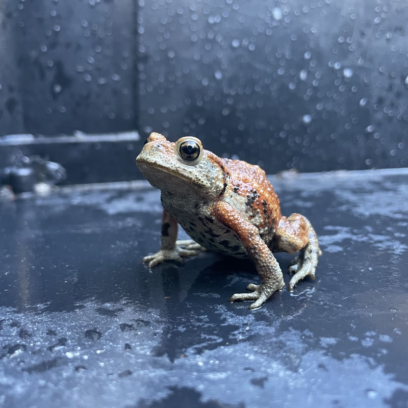 幼体ミヤコヒキガエル 2色セット 5cm前後 | Frogs Shop