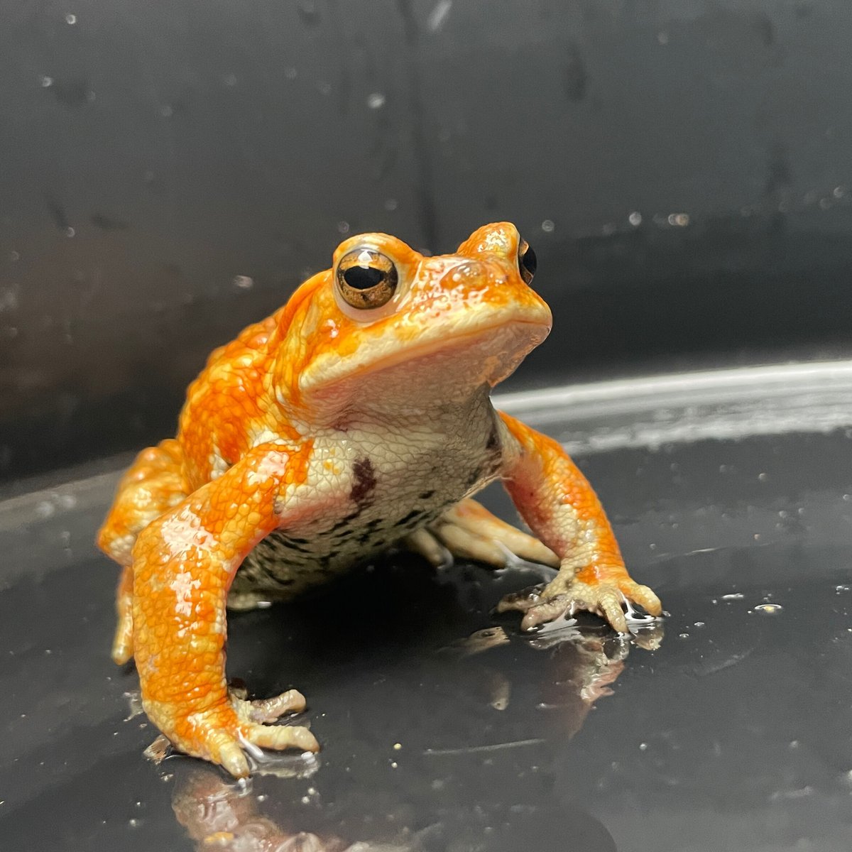 CoCo...オーダー作品モールのレオパ２、アメフクラガエル、ミヤコヒキ ミヤコヒキガエル ♂ 7cm前後 | Frogs Shop