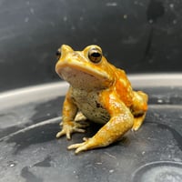 ミヤコヒキガエル ♂ 7cm前後