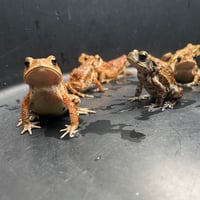 ミヤコヒキガエルベビー