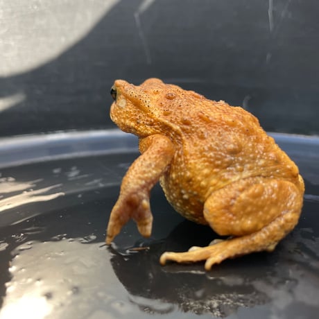 ミヤコヒキガエル 6.5cm前後 ♀