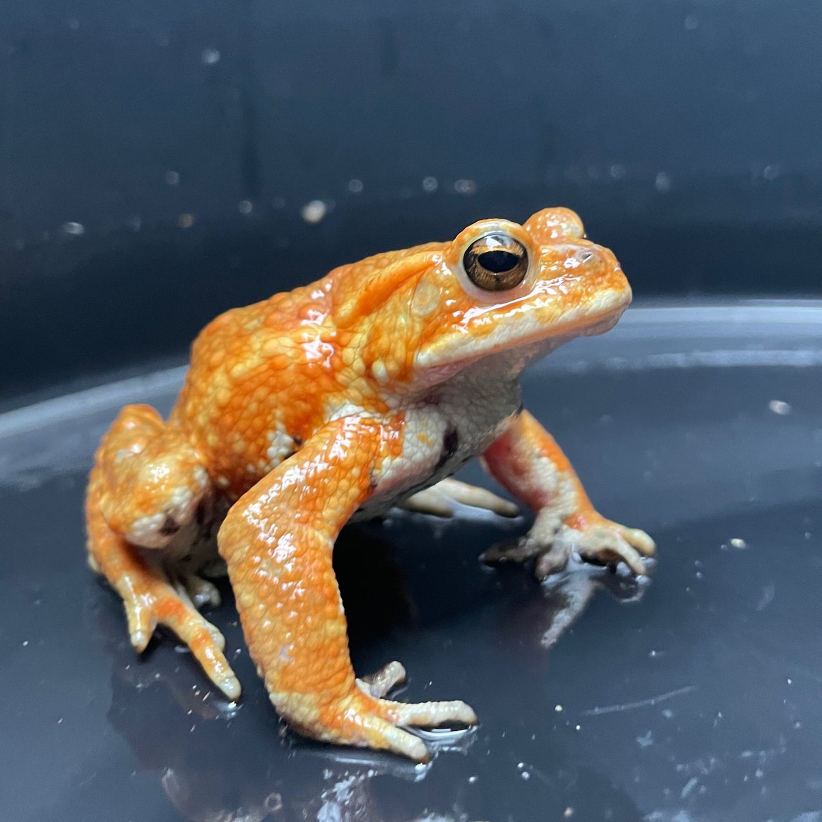 ミヤコヒキガエル ♂ 7cm前後 | Frogs Shop