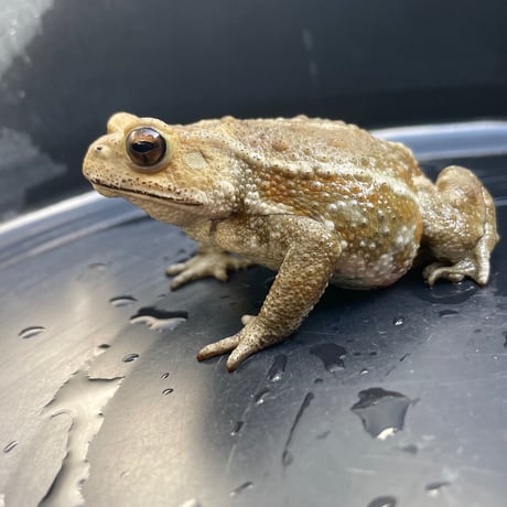 アッシュ系ミヤコヒキガエル 8cm前後 ♀