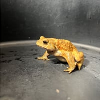 鮮やかカラーミヤコヒキガエル 7cm前後 ♂