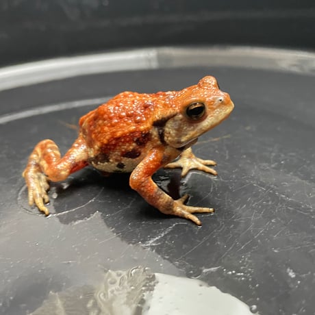 ミヤコヒキガエル5cm前後
