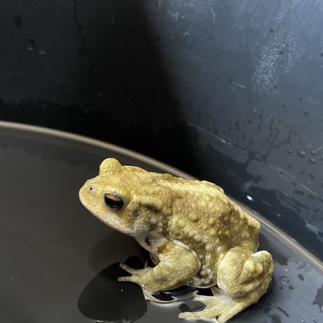 抹茶ラテ系7.5cm前後