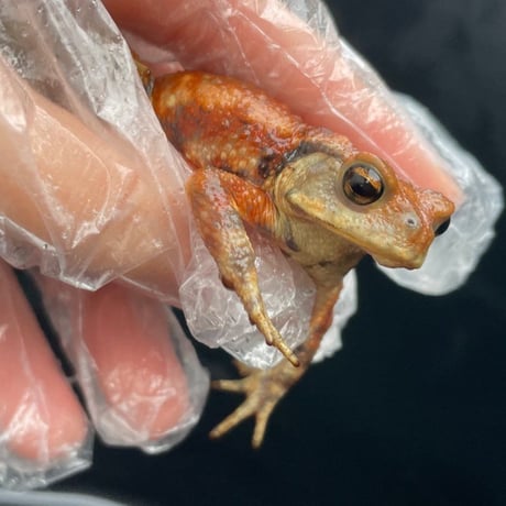 ミヤコヒキガエル5cm前後