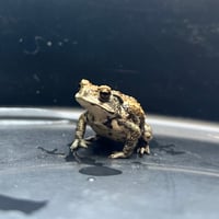ミヤコヒキガエル5cm前後
