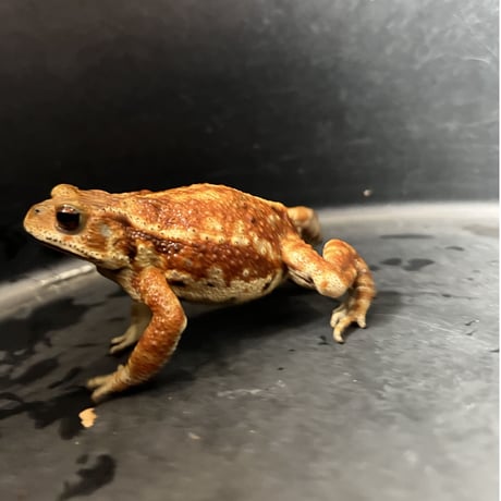マーブル鮮やかカラーミヤコヒキガエル 7.5cm前後 ♀