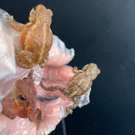 ミヤコヒキガエルベビー約4cm