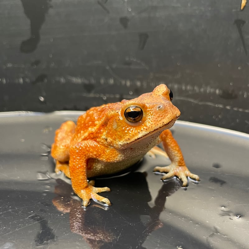 春のカエルさん専用　Wi-Fiフォトナ165 春のカエルさん専用 Wi-Fiフォトナ165 【公式通販】