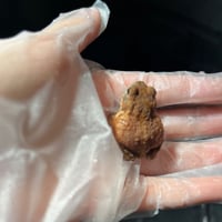 ミヤコベビー 4cm前後