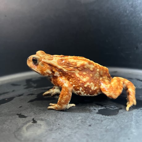 鮮やかカラーマーブルミヤコヒキガエル8cm前後♀