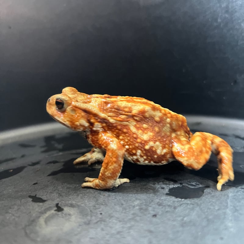 鮮やかカラーマーブルミヤコヒキガエル8cm前後♀ | Frogs Shop