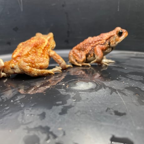 ミヤコヒキガエル 2匹セット 6.5cm前後