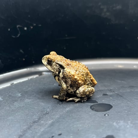 ミヤコヒキガエル5cm前後