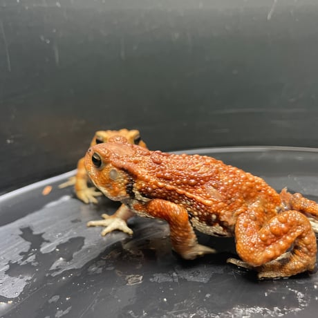 ミヤコヒキガエル 2匹セット 6.5cm前後