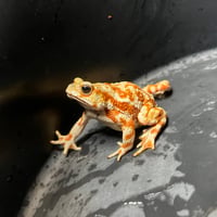 【レア個体】アルティメットマーブル🐸約7.5cm