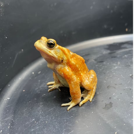 ミヤコヒキガエル ♂ 7cm前後