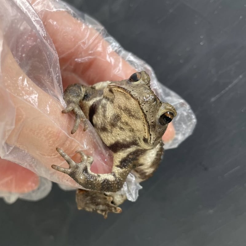 レア色！ミヤコヒキガエル 5.5cm前後 | Frogs Shop