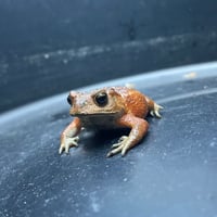 【専用】幼体ミヤコヒキガエル