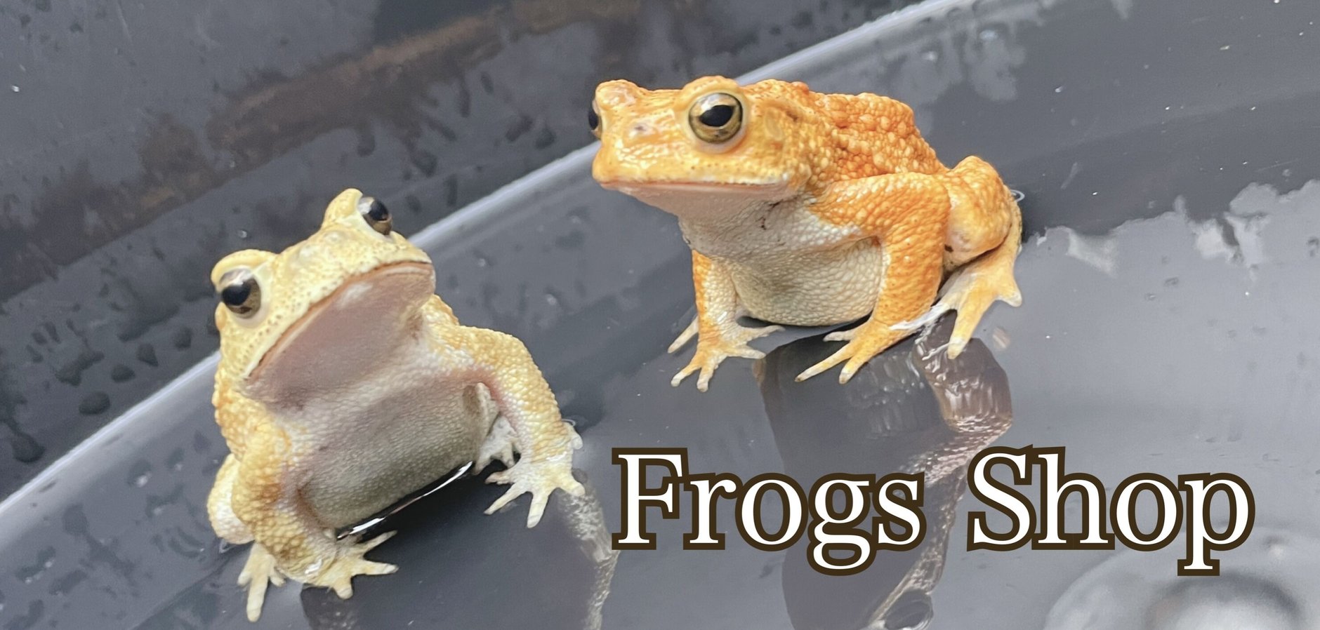 Frogs Shop