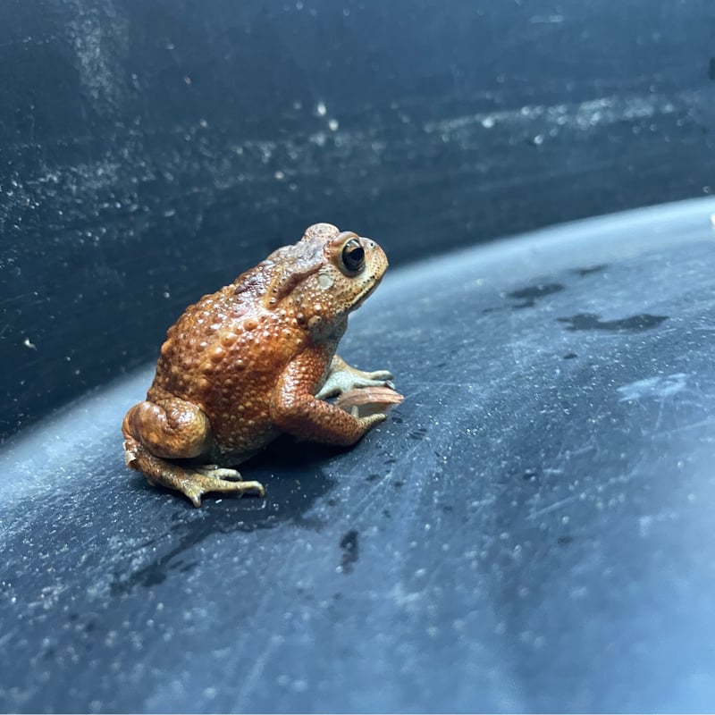 専用】幼体ミヤコヒキガエル | Frogs Shop