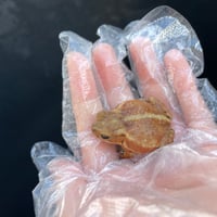ミヤコヒキガエル 3.5cm前後