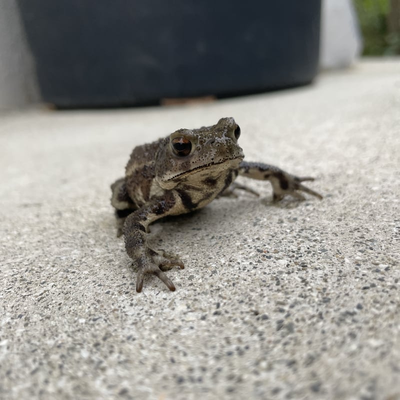 レア色！ミヤコヒキガエル 5.5cm前後 | Frogs Shop