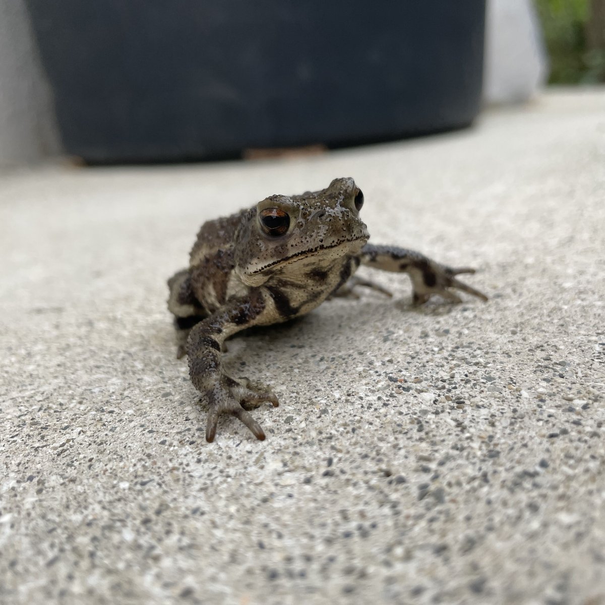 レア色！ミヤコヒキガエル 5.5cm前後 | Frogs Shop