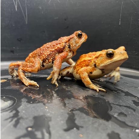 ミヤコヒキガエル 2匹セット 6.5cm前後