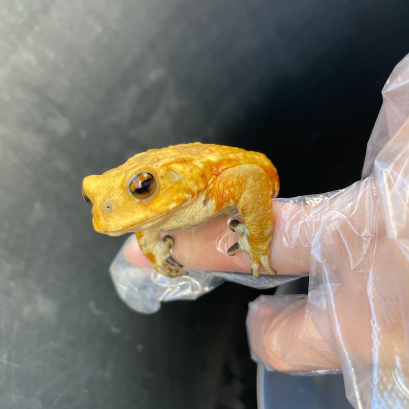 2 ミヤコヒキガエル 7cm前後 ♂ | Frogs Shop