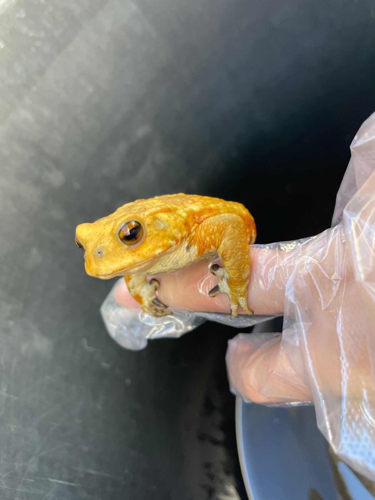 2 ミヤコヒキガエル 7cm前後 ♂ | Frogs Shop