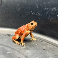 ミヤコヒキガエル 6cm前後