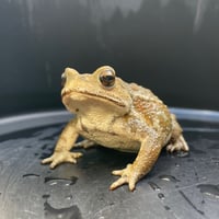 アッシュ系ミヤコヒキガエル 8cm前後 ♀