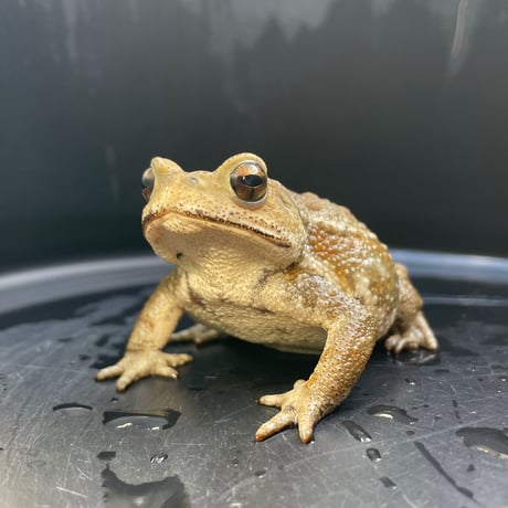 アッシュ系ミヤコヒキガエル 8cm前後 ♀