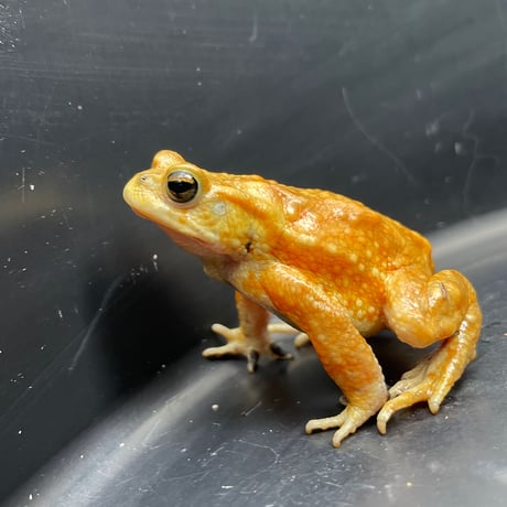 ミヤコヒキガエル ♂ 7cm前後