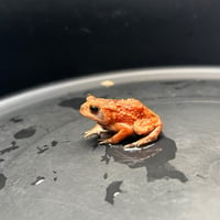 ミヤコヒキガエル 約5cm前後