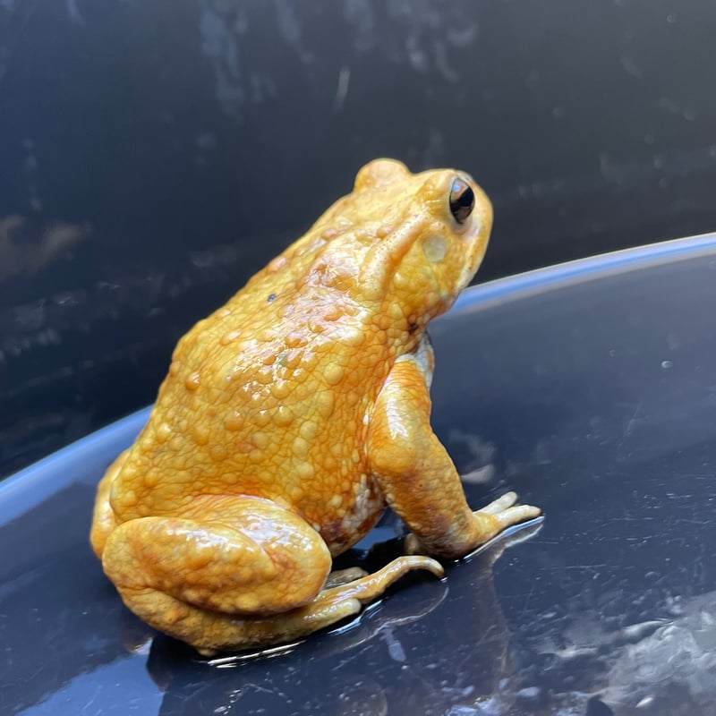 2 ミヤコヒキガエル 7cm前後 ♂ | Frogs Shop