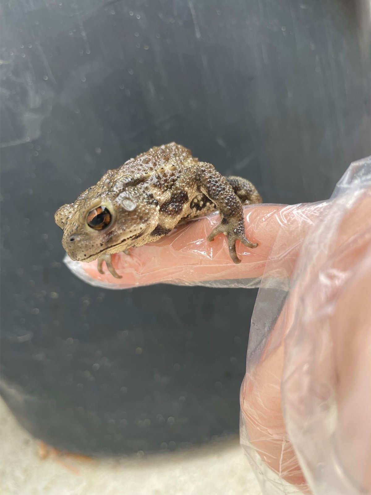 レア色！ミヤコヒキガエル 5.5cm前後 | Frogs Shop