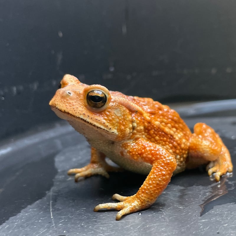 カエル様専用 カエル様専用 インドネシア 木製バナナ 特大