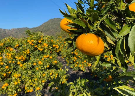 【みや】ご注文商品：大三島みかん：森様お届け 大三島果実