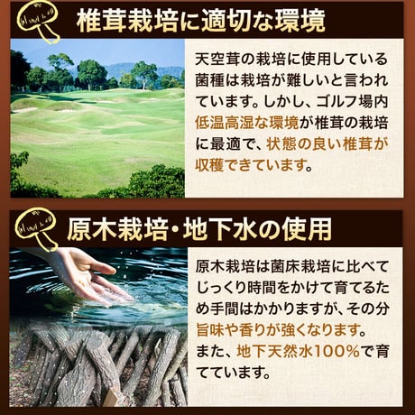 天空茸入りそうめん【5束セット】