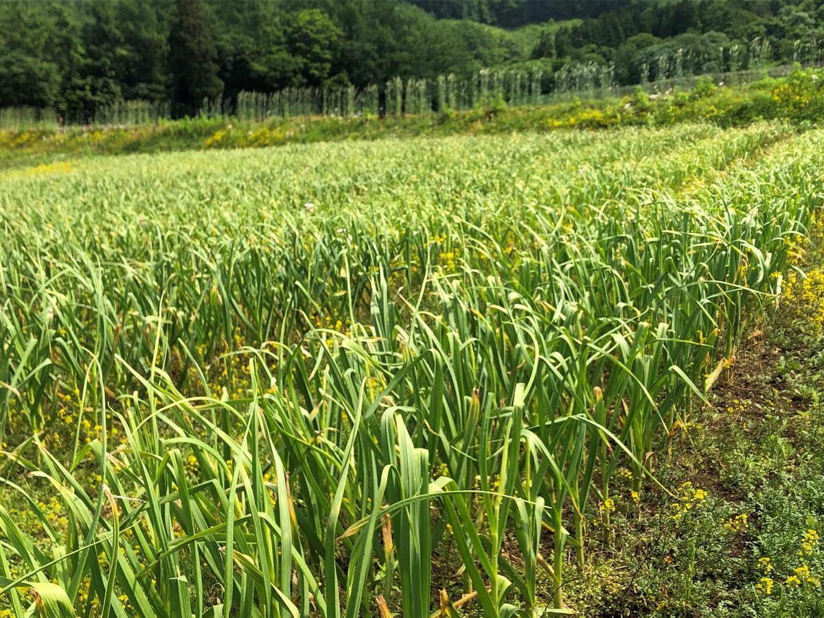 2025年産販売開始【農薬・化学肥料不使用栽培】青森県産 バラにんにく