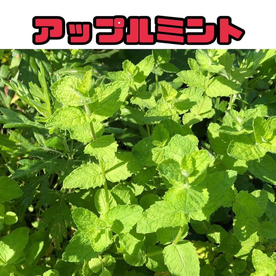 66e97c3dff9a530c233f63cb