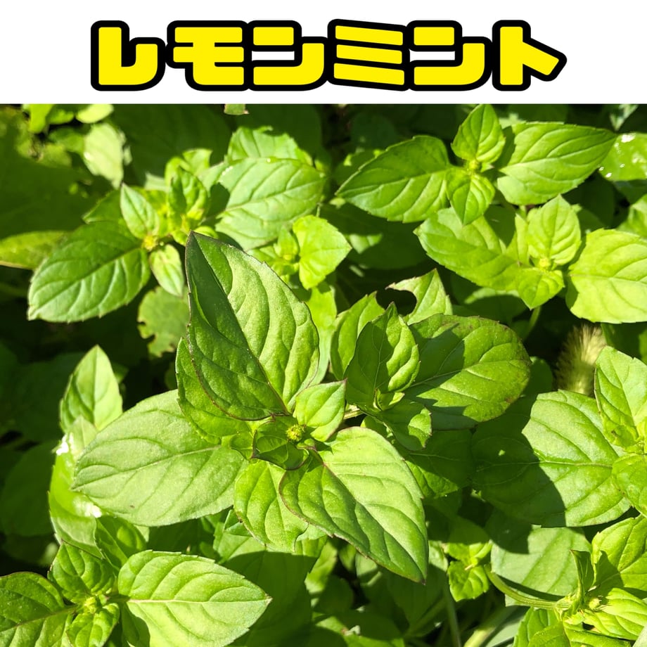 66e97c3dff9a530c233f63cb