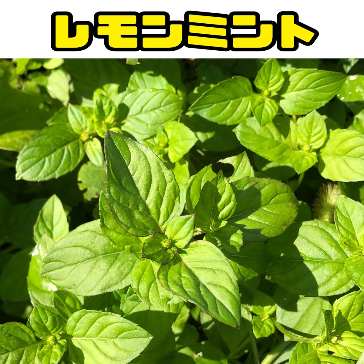 まもなく販売終了【農薬・化学肥料不使用栽培】お庭育ちのミント